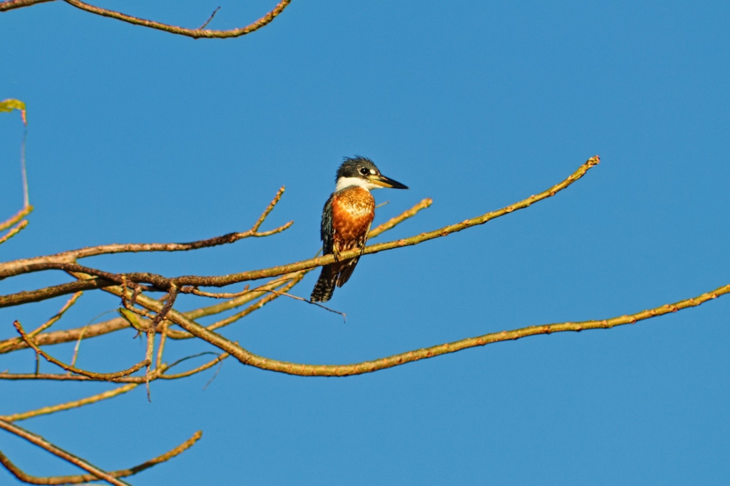 3-Day Nyungwe Birding Tour Discover Rwanda's Avian Wonders