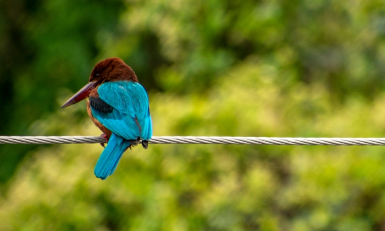 Bird Watching in Nyungwe - Nyungwe Forest National Park Birding Tours