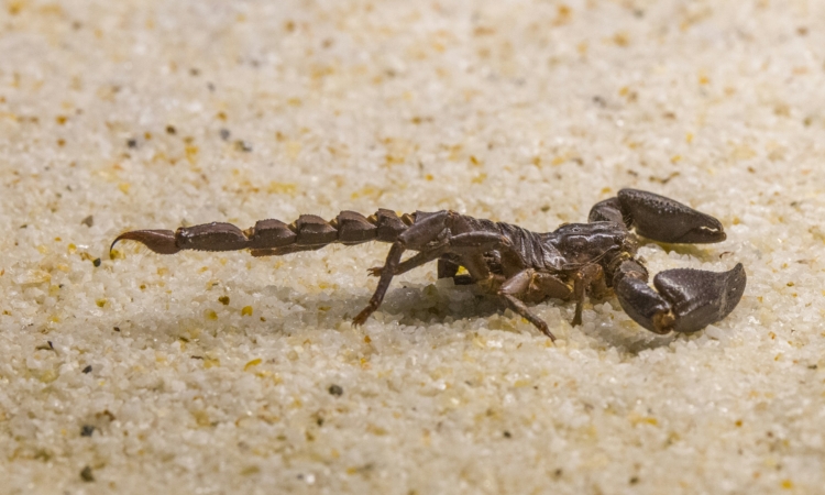 Scorpions in Nyungwe National Park: Venomous Species & Safety Tips